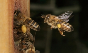 Pollensammlerinnen kehren heim
